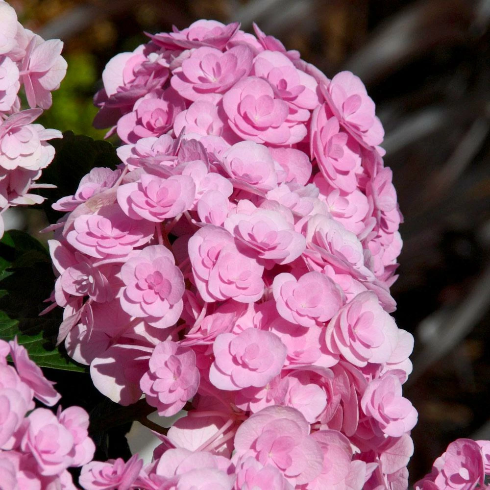 Fast Growing Trees Love Hydrangea 5 Fast Growing Trees Love Hydrangea