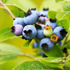 Fast Growing Trees See All Fruit Trees Lowbush Blueberry