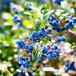 Fast Growing Trees See All Fruit Trees Lowbush Blueberry 13 Fast Growing Trees See All Fruit Trees Lowbush Blueberry