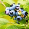 Fast Growing Trees See All Fruit Trees Lowbush Blueberry