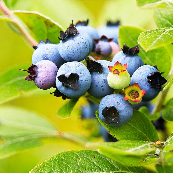 Fast Growing Trees See All Fruit Trees Lowbush Blueberry 3 Fast Growing Trees See All Fruit Trees Lowbush Blueberry
