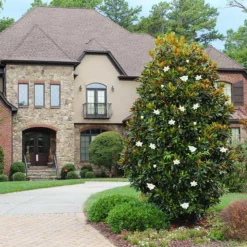 Fast Growing Trees Little Gem Magnolia Tree