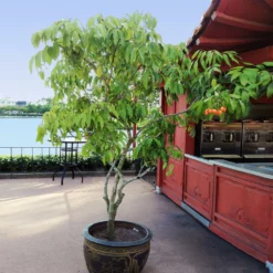 Fast Growing Trees Lychee Tree See All Fruit Trees 10 Fast Growing Trees Lychee Tree See All Fruit Trees