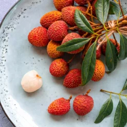 Fast Growing Trees Lychee Tree See All Fruit Trees 11 Fast Growing Trees Lychee Tree See All Fruit Trees