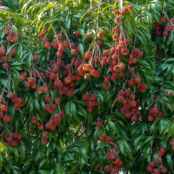 Fast Growing Trees Lychee Tree See All Fruit Trees 9 Fast Growing Trees Lychee Tree See All Fruit Trees