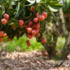 Fast Growing Trees Lychee Tree See All Fruit Trees 1 Fast Growing Trees Lychee Tree See All Fruit Trees