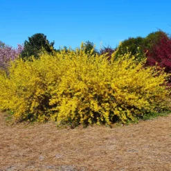 Fast Growing Trees Lynwood Gold Forsythia Shrub