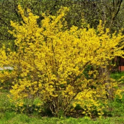 Fast Growing Trees Lynwood Gold Forsythia Shrub