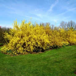 Fast Growing Trees Lynwood Gold Forsythia Shrub