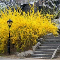 Fast Growing Trees Lynwood Gold Forsythia Shrub