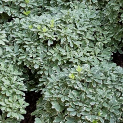 Fast Growing Trees Mojo® Dwarf Pittosporum