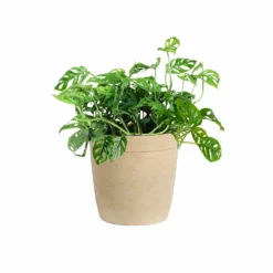 Fast Growing Trees Monstera Adansonii Floor Plants