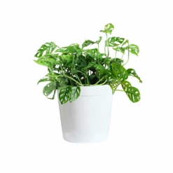 Fast Growing Trees Monstera Adansonii Floor Plants