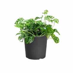 Fast Growing Trees Monstera Adansonii Floor Plants