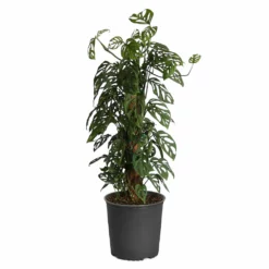 Fast Growing Trees Monstera Adansonii Floor Plants