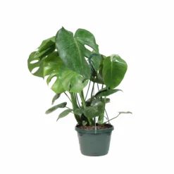 Fast Growing Trees Floor Plants Monstera Deliciosa (Swiss Cheese Plant)