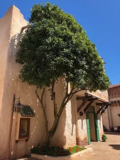 Fast Growing Trees Nut Trees Macadamia Nut Tree 8 Fast Growing Trees Nut Trees Macadamia Nut Tree