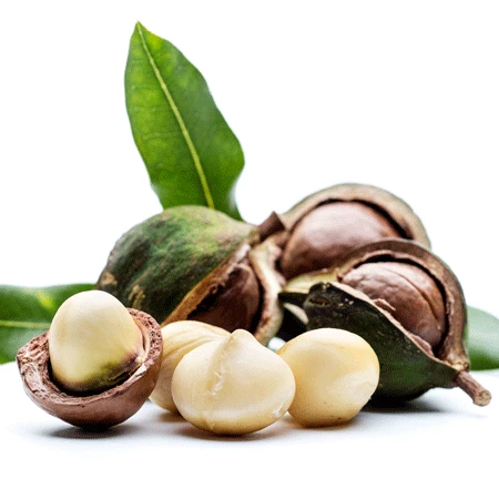 Fast Growing Trees Nut Trees Macadamia Nut Tree 4 Fast Growing Trees Nut Trees Macadamia Nut Tree