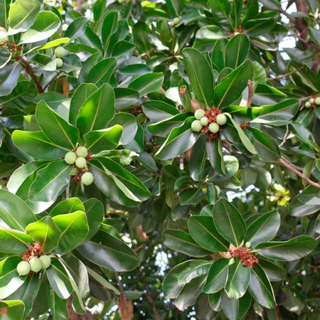 Fast Growing Trees Nut Trees Macadamia Nut Tree 6 Fast Growing Trees Nut Trees Macadamia Nut Tree
