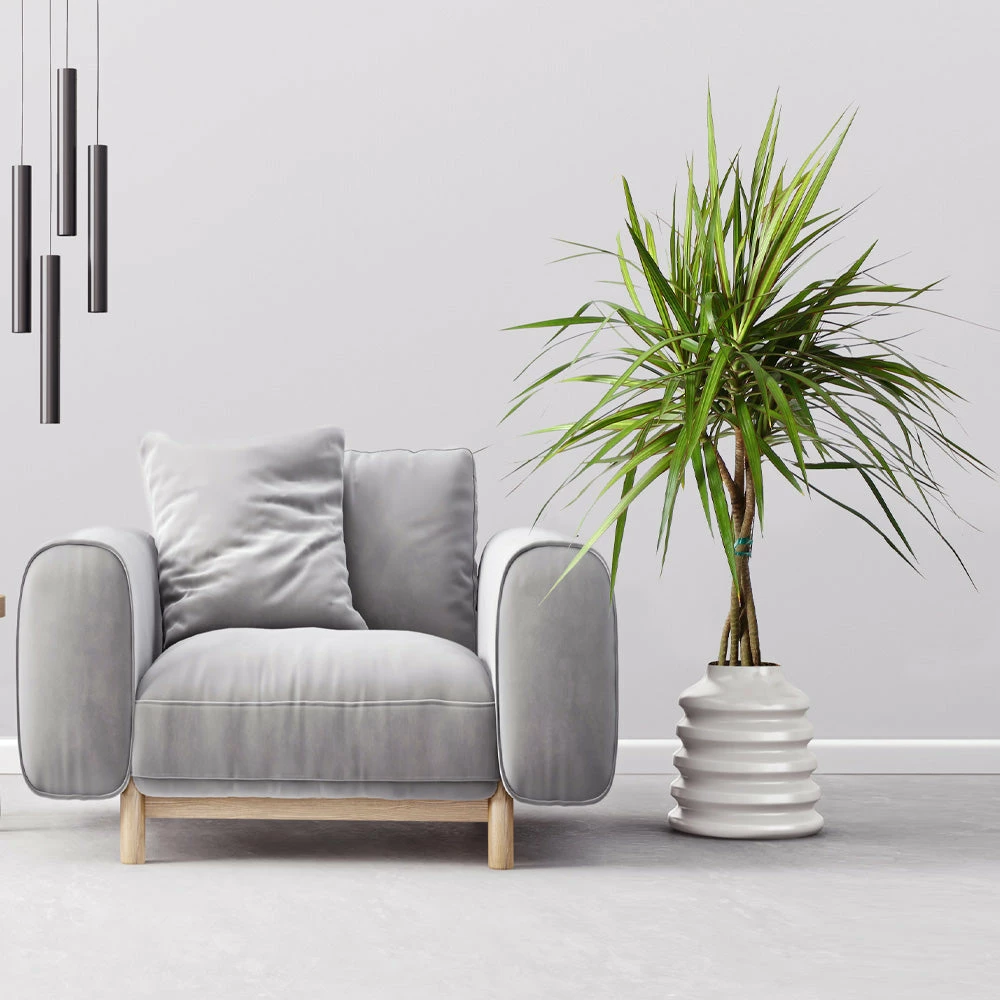 Fast Growing Trees Air Purifying House Plants Braided Madagascar Dragon Tree 4 Fast Growing Trees Air Purifying House Plants Braided Madagascar Dragon Tree