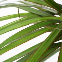 Fast Growing Trees Air Purifying House Plants Braided Madagascar Dragon Tree 17 Fast Growing Trees Air Purifying House Plants Braided Madagascar Dragon Tree