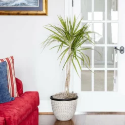 Fast Growing Trees Air Purifying House Plants Braided Madagascar Dragon Tree 18 Fast Growing Trees Air Purifying House Plants Braided Madagascar Dragon Tree