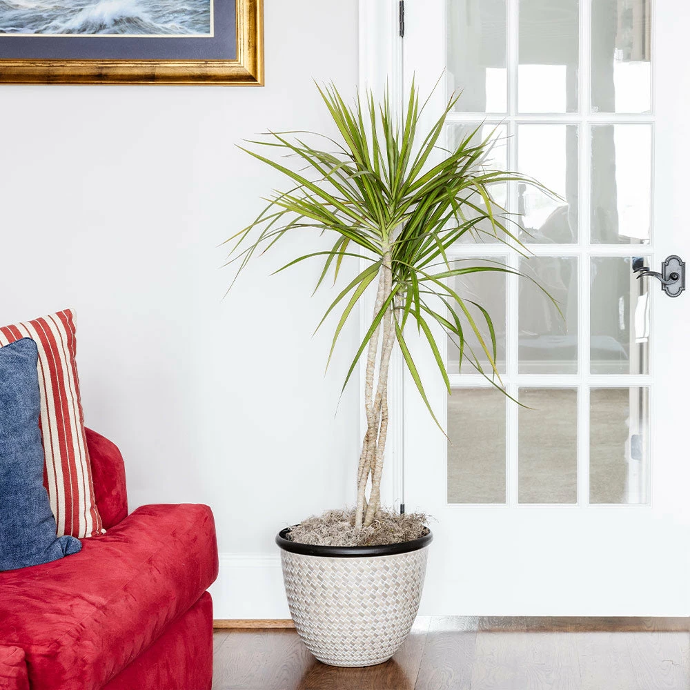 Fast Growing Trees Air Purifying House Plants Braided Madagascar Dragon Tree 6 Fast Growing Trees Air Purifying House Plants Braided Madagascar Dragon Tree