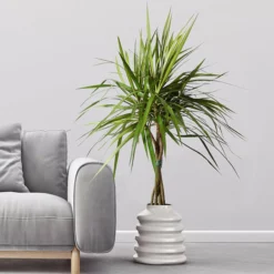 Fast Growing Trees Air Purifying House Plants Braided Madagascar Dragon Tree