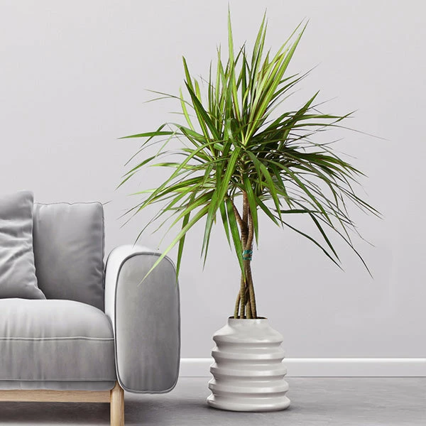 Fast Growing Trees Air Purifying House Plants Braided Madagascar Dragon Tree 3 Fast Growing Trees Air Purifying House Plants Braided Madagascar Dragon Tree