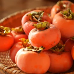 Fast Growing Trees Persimmon Trees Weeping Persimmon