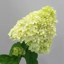 Fast Growing Trees Magical® Candle Hydrangea Shrub Hydrangea Shrubs