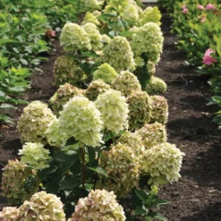Fast Growing Trees Magical® Candle Hydrangea Shrub Hydrangea Shrubs