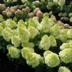 Fast Growing Trees Magical® Candle Hydrangea Shrub Hydrangea Shrubs