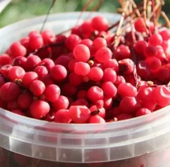 Fast Growing Trees Magnolia Vine (Five Flavor Fruit)