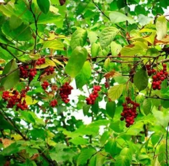 Fast Growing Trees Magnolia Vine (Five Flavor Fruit)