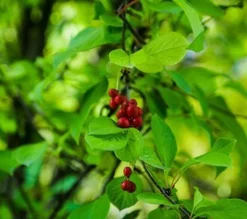 Fast Growing Trees Magnolia Vine (Five Flavor Fruit)