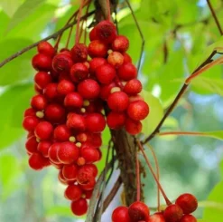 Fast Growing Trees Magnolia Vine (Five Flavor Fruit)