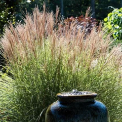 Fast Growing Trees Morning Light Miscanthus Ornamental Grasses