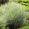 Fast Growing Trees Morning Light Miscanthus Ornamental Grasses