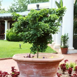 Fast Growing Trees Ginkgo Biloba 'Mariken' Tree