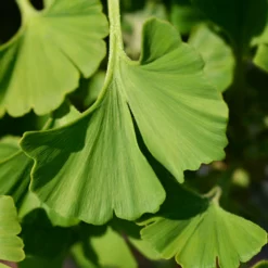 Fast Growing Trees Ginkgo Biloba 'Mariken' Tree