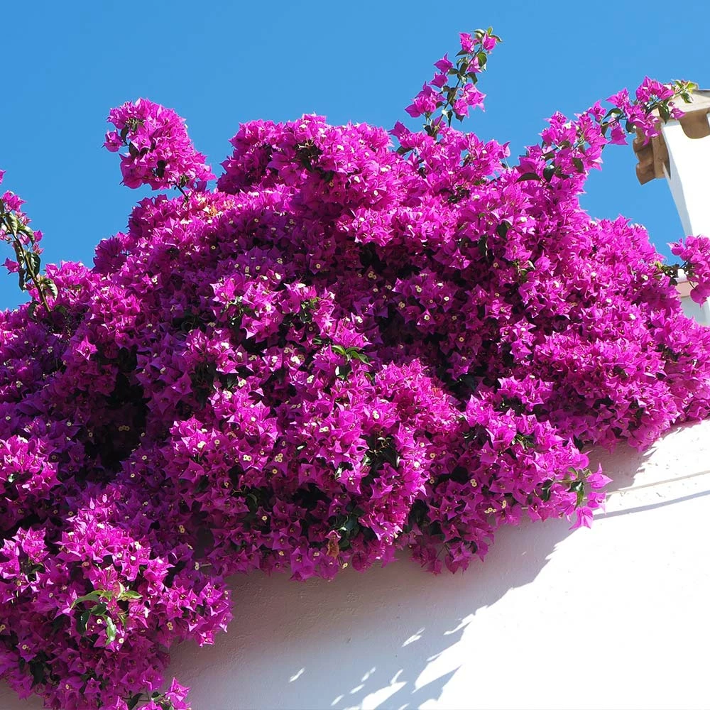 Fast Growing Trees Majestic Purple Bougainvillea See All Shrubs & Hedges 4 Fast Growing Trees Majestic Purple Bougainvillea See All Shrubs & Hedges