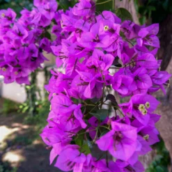 Fast Growing Trees Majestic Purple Bougainvillea See All Shrubs & Hedges 7 Fast Growing Trees Majestic Purple Bougainvillea See All Shrubs & Hedges