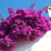 Fast Growing Trees Majestic Purple Bougainvillea See All Shrubs & Hedges