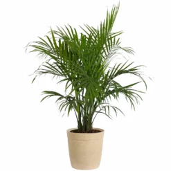 Fast Growing Trees Majesty Palm Tree