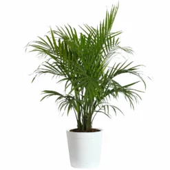 Fast Growing Trees Majesty Palm Tree