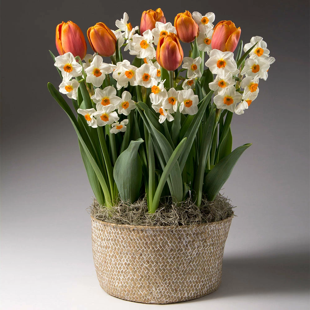 Fast Growing Trees Tabletop Bulb Gardens Spring Blooming Tulip & Daffodil Bulbs Pot 4 Fast Growing Trees Tabletop Bulb Gardens Spring Blooming Tulip & Daffodil Bulbs Pot