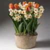 Fast Growing Trees Tabletop Bulb Gardens Spring Blooming Tulip & Daffodil Bulbs Pot
