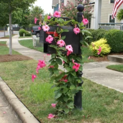 Fast Growing Trees Alice Du Pont Mandevilla Shrub See All Shrubs & Hedges