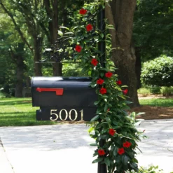 Fast Growing Trees Mandevilla 'Crimson Red' Shrub See All Shrubs & Hedges 9 Fast Growing Trees Mandevilla 'Crimson Red' Shrub See All Shrubs & Hedges